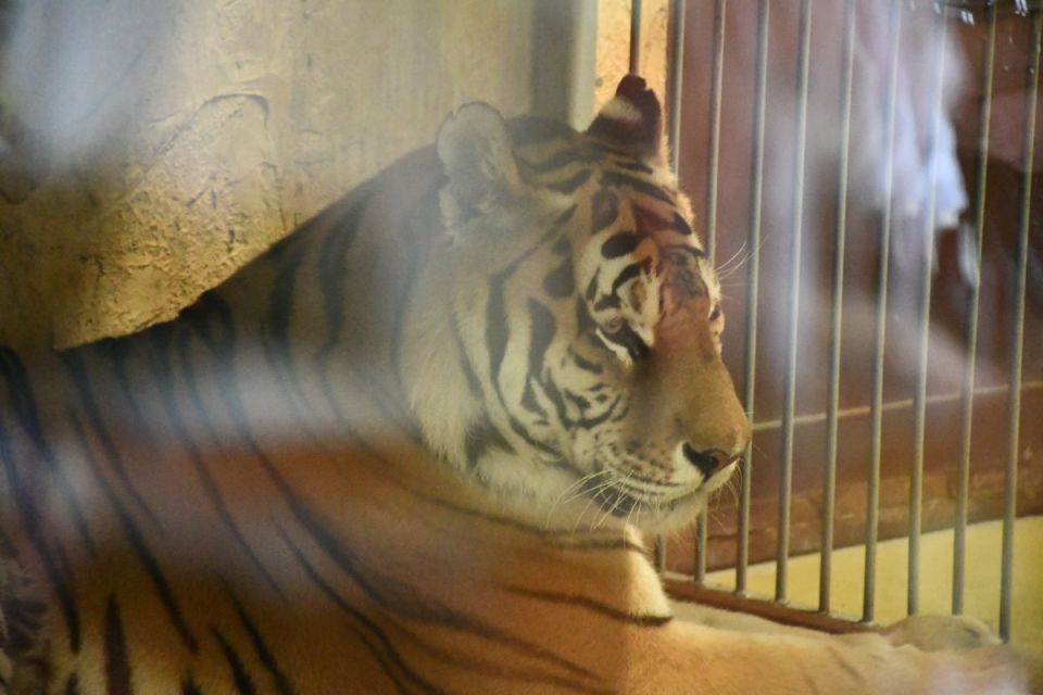 Śląskie ZOO ma nowego mieszkańca! To 13-letni tygrys amurski o imieniu Tiber! - galeria