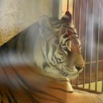 Śląskie ZOO ma nowego mieszkańca! To 13-letni tygrys amurski o imieniu Tiber! - galeria