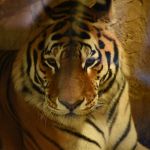 Śląskie ZOO ma nowego mieszkańca! To 13-letni tygrys amurski o imieniu Tiber! - galeria