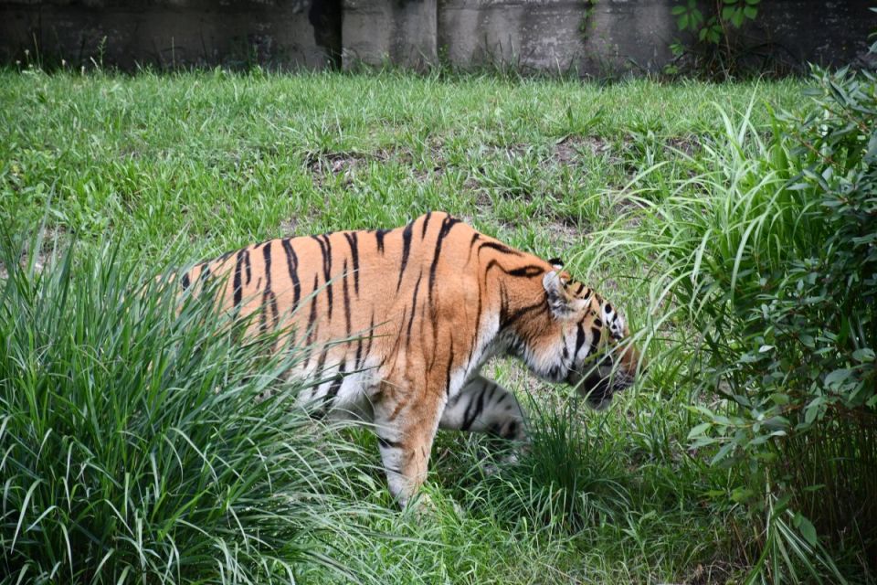 Śląskie ZOO ma nowego mieszkańca! To 13-letni tygrys amurski o imieniu Tiber! - galeria