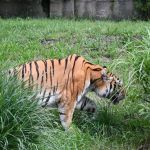 Śląskie ZOO ma nowego mieszkańca! To 13-letni tygrys amurski o imieniu Tiber! - galeria
