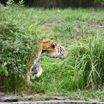 Śląskie ZOO ma nowego mieszkańca! To 13-letni tygrys amurski o imieniu Tiber! - galeria
