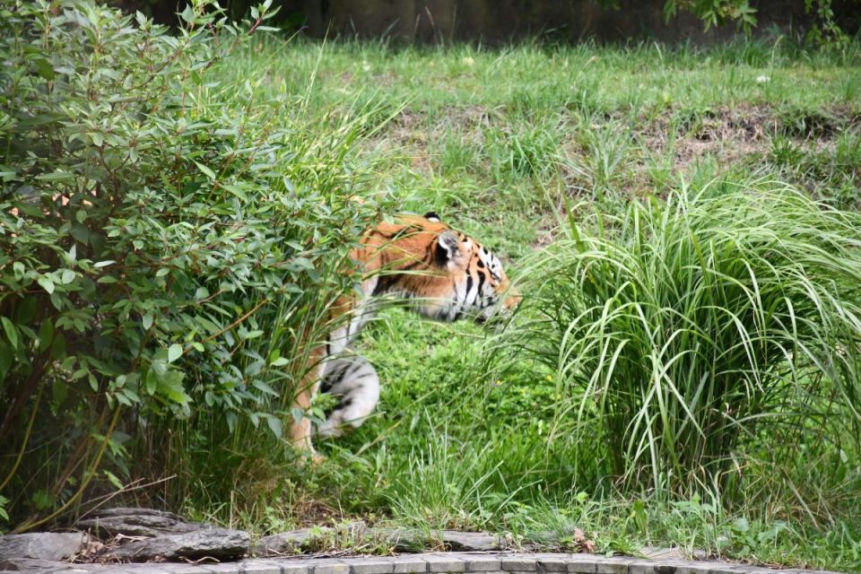 Śląskie ZOO ma nowego mieszkańca! To 13-letni tygrys amurski o imieniu Tiber! - galeria