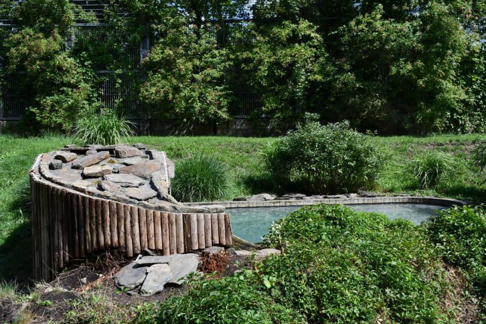 Śląskie ZOO ma nowego mieszkańca! To 13-letni tygrys amurski o imieniu Tiber! - galeria