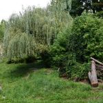 Śląskie ZOO ma nowego mieszkańca! To 13-letni tygrys amurski o imieniu Tiber! - galeria