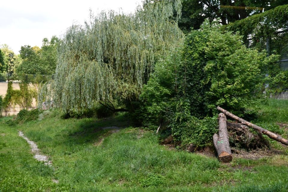 Śląskie ZOO ma nowego mieszkańca! To 13-letni tygrys amurski o imieniu Tiber! - galeria