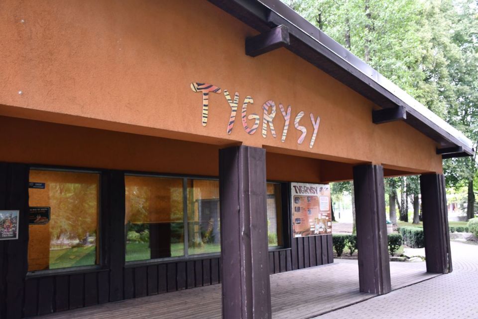 Śląskie ZOO ma nowego mieszkańca! To 13-letni tygrys amurski o imieniu Tiber! - galeria