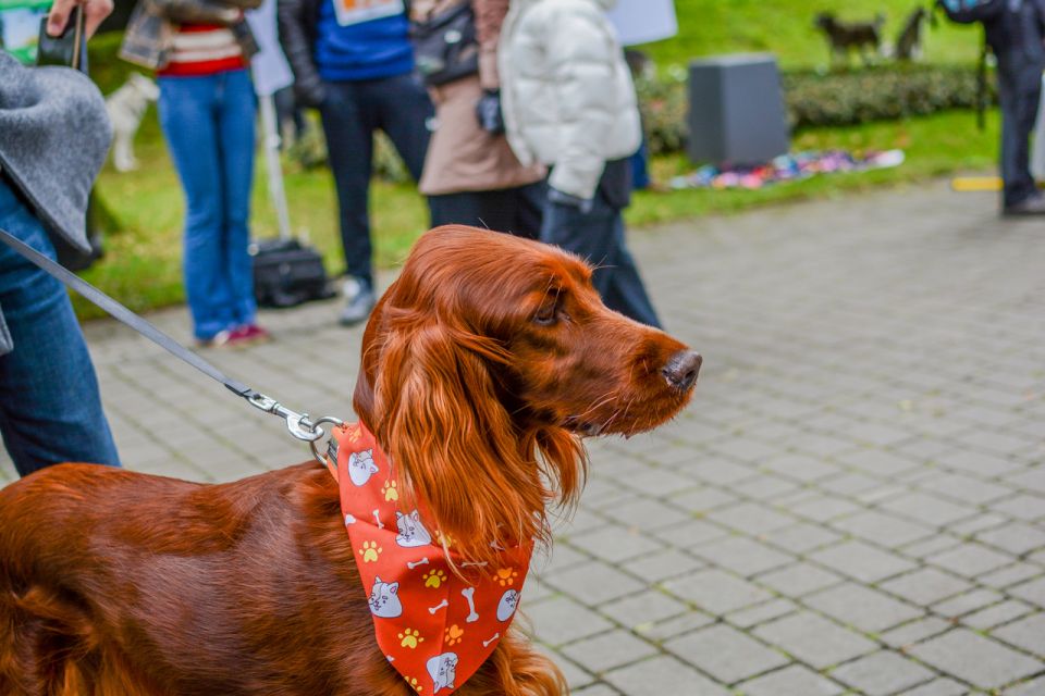 Za nami 9. Katowicki Dzień Psiaka [FOTORELACJA] - galeria