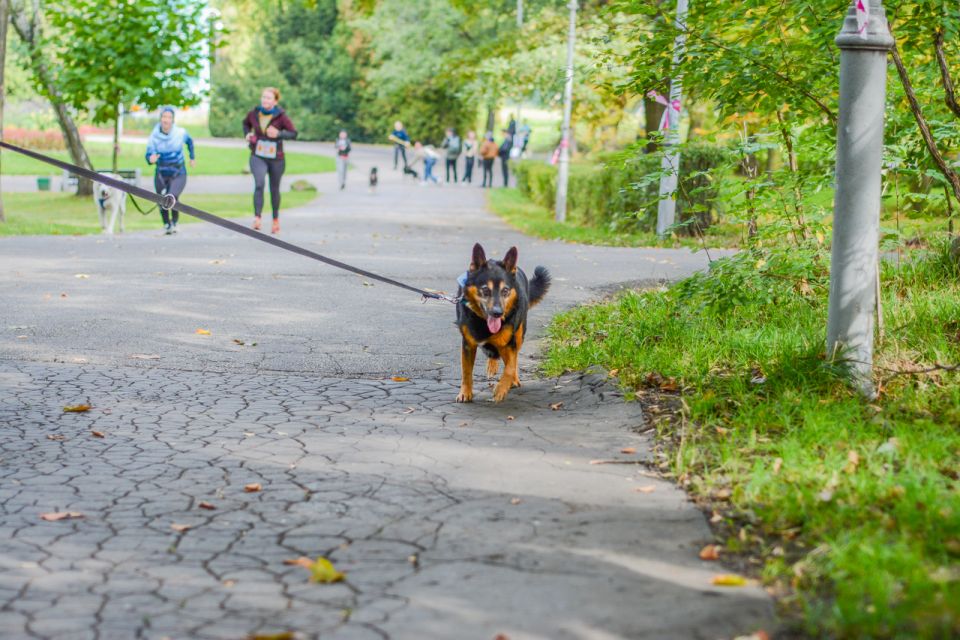 Za nami 9. Katowicki Dzień Psiaka [FOTORELACJA] - galeria