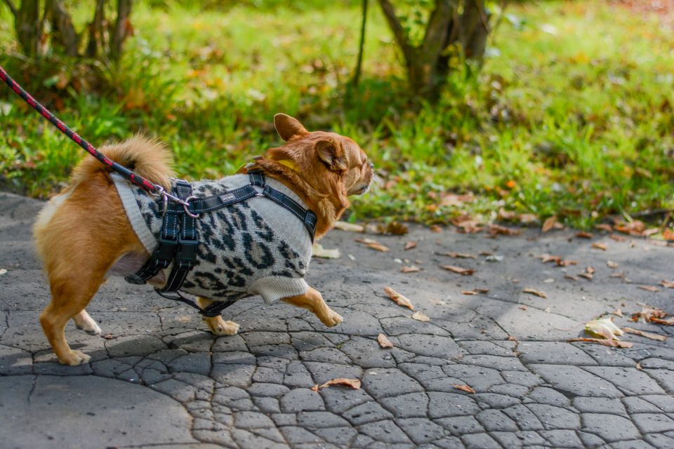 Za nami 9. Katowicki Dzień Psiaka [FOTORELACJA] - galeria