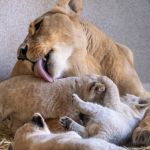 W Śląskim Ogrodzie Zoologicznym urodziły się cztery kocięta lwa angolskiego! - galeria