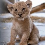 W Śląskim Ogrodzie Zoologicznym urodziły się cztery kocięta lwa angolskiego! - galeria