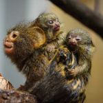W chorzowskim zoo urodziły się bliźnięta pigmejki. Zobacz najmniejsze małpy świata! - galeria