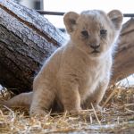 W Śląskim Ogrodzie Zoologicznym urodziły się cztery kocięta lwa angolskiego! - galeria