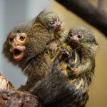 W chorzowskim zoo urodziły się bliźnięta pigmejki. Zobacz najmniejsze małpy świata! - galeria