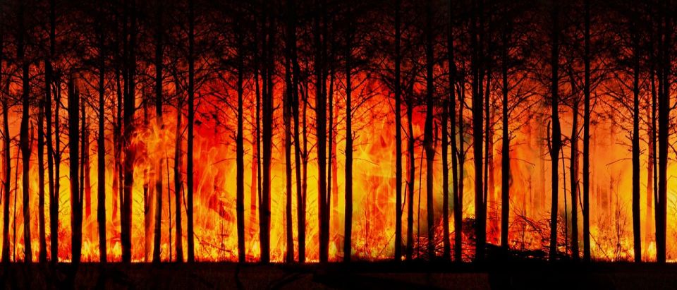Wysokie zagrożenie pożarowe w lasach. Czy wprowadzony zostanie zakaz wstępu? - galeria