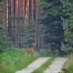 Najlepsze miejsca na grzybobranie na Śląsku – odkryj ukryte skarby lasów! - galeria