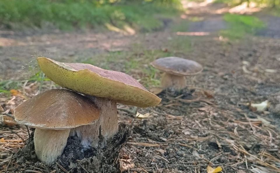 Najlepsze miejsca na grzybobranie na Śląsku – odkryj ukryte skarby lasów! - galeria