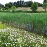 Śląski Ogród Botaniczny w Mikołowie - sielska kraina województwa śląskiego - galeria