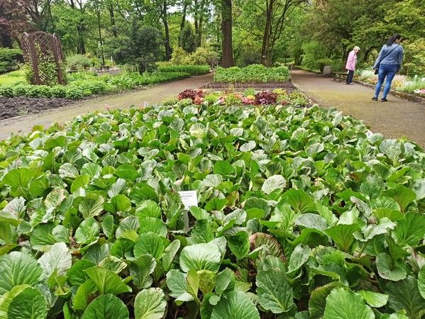 Miejski Ogród Botaniczny w Zabrzu to jedna z perełek województwa śląskiego - galeria