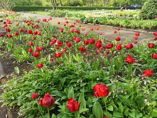 Miejski Ogród Botaniczny w Zabrzu to jedna z perełek województwa śląskiego - galeria