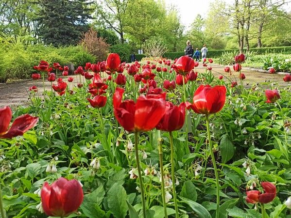 Miejski Ogród Botaniczny w Zabrzu to jedna z perełek województwa śląskiego - galeria