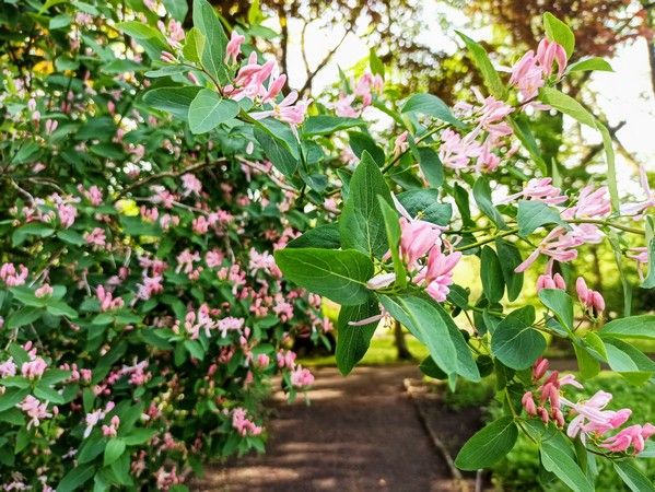 Miejski Ogród Botaniczny w Zabrzu to jedna z perełek województwa śląskiego - galeria