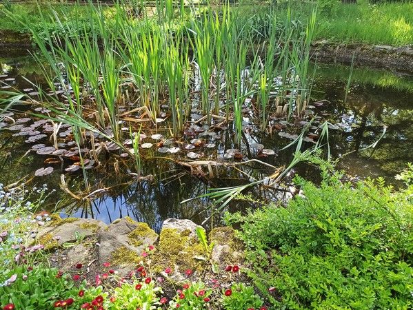 Miejski Ogród Botaniczny w Zabrzu to jedna z perełek województwa śląskiego - galeria