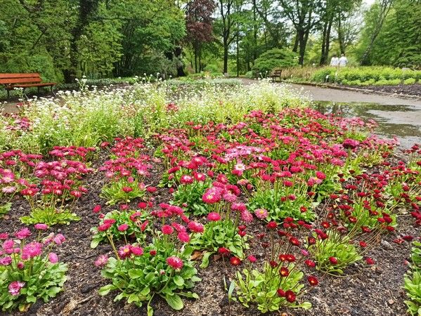 Miejski Ogród Botaniczny w Zabrzu to jedna z perełek województwa śląskiego - galeria