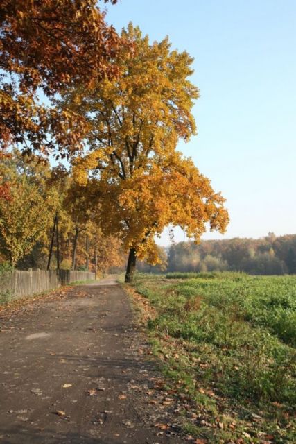 Wybierz się na jesienny spacer po Miechowickiej Ostoi Leśnej w Bytomiu - galeria