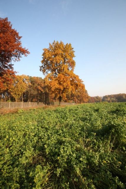 Wybierz się na jesienny spacer po Miechowickiej Ostoi Leśnej w Bytomiu - galeria