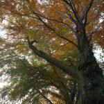 Wybierz się na jesienny spacer po Miechowickiej Ostoi Leśnej w Bytomiu - galeria