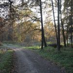 Wybierz się na jesienny spacer po Miechowickiej Ostoi Leśnej w Bytomiu - galeria