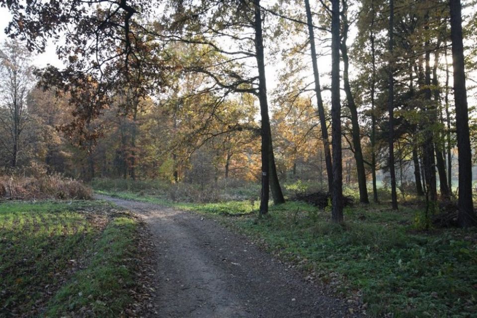 Wybierz się na jesienny spacer po Miechowickiej Ostoi Leśnej w Bytomiu - galeria