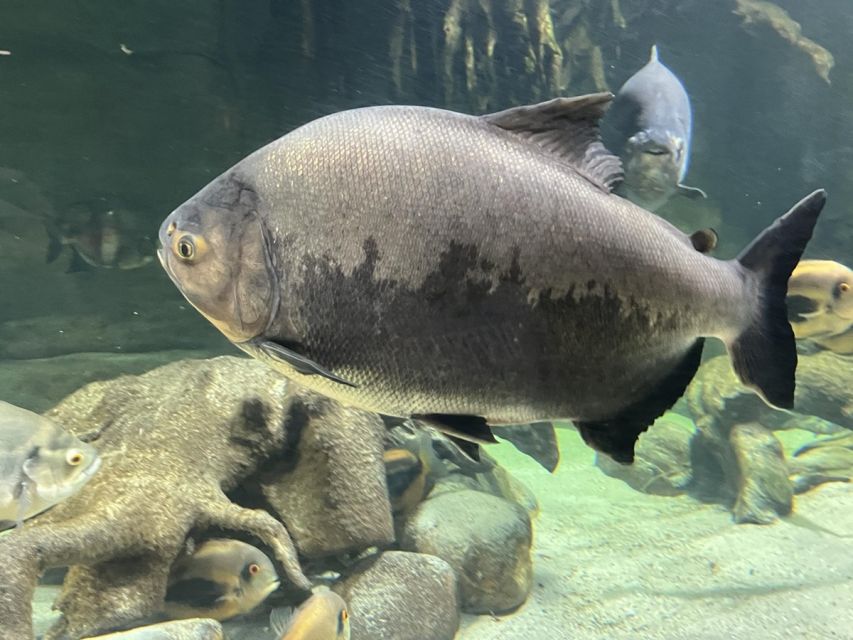 Królowa tropików - Gliwicka Palmiarnia ma 100 lat! - galeria