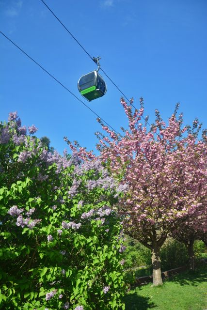 Wiosna zawitała do Parku Śląskiego! Zobaczcie, jak jest pięknie! [ZDJĘCIA] - galeria