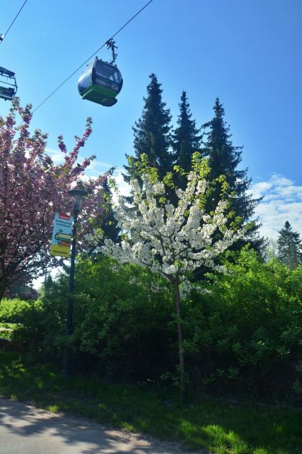 Wiosna zawitała do Parku Śląskiego! Zobaczcie, jak jest pięknie! [ZDJĘCIA] - galeria