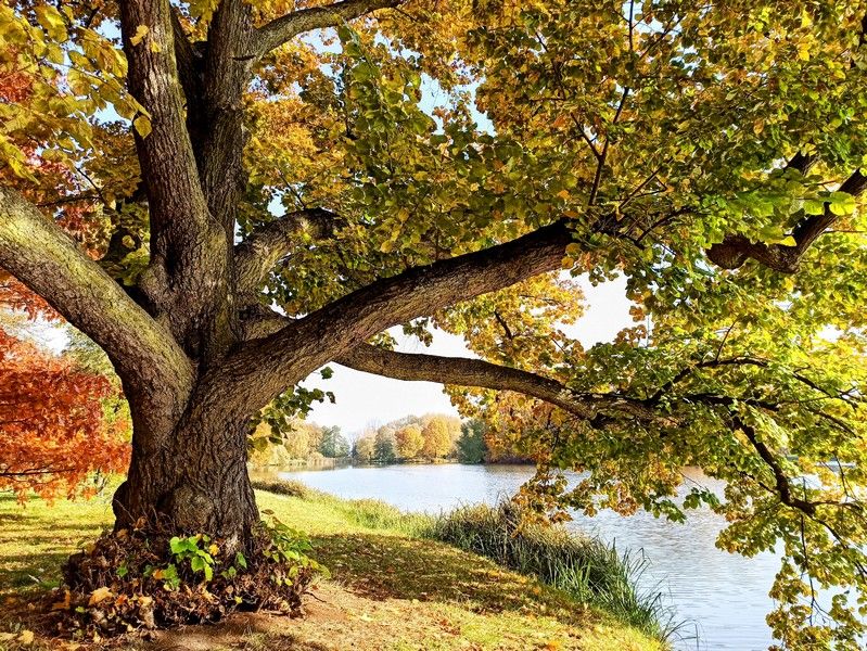 Park w Świerklańcu to jeden z najciekawszych parków województwa śląskiego [Galeria] - galeria