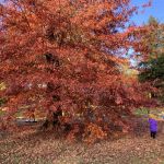 Park w Świerklańcu to jeden z najciekawszych parków województwa śląskiego [Galeria] - galeria