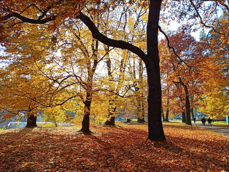 Park w Świerklańcu to jeden z najciekawszych parków województwa śląskiego [Galeria] - galeria