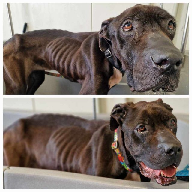 Zawiercie: Adoptowała psa, nad którym później się znęcała. Grożą jej 3 lata więzienia! - galeria