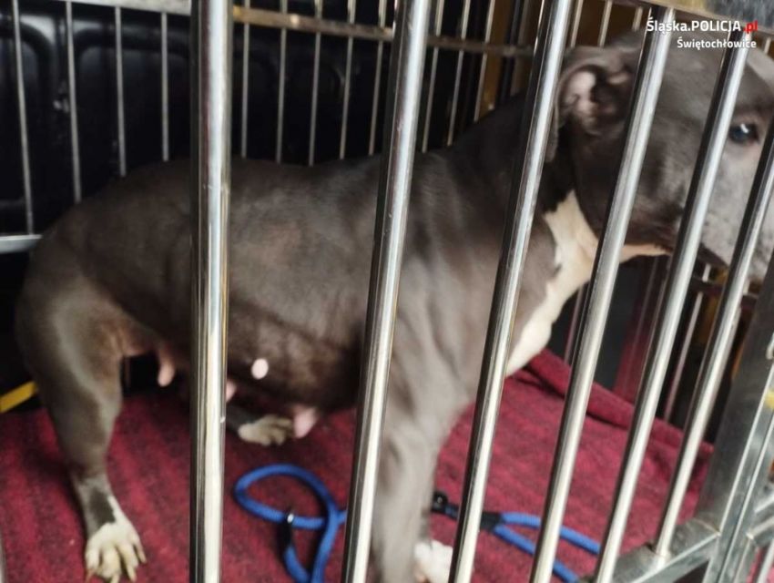 Świętochłowice: 25-latek porzucił cztery psy w mieszkaniu. Grożą mu 3 lata więzienia! - galeria