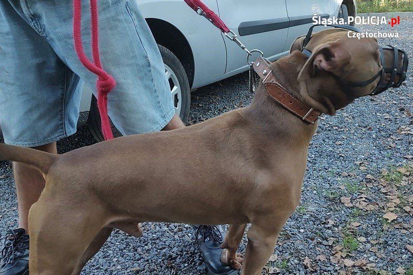 Częstochowa: Policyjny przewodnik psa obezwładnił atakującego pitbulla. Zwierzę zaatakowało 10-latka! - galeria