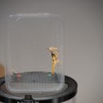 Modliszki, motyle i pasjonaci - Za nami II Międzynarodowy Dzień Wymiany Owadów i Targi Entomologiczne w Muzeum Górnośląskim w Bytomiu [FOTO] - galeria