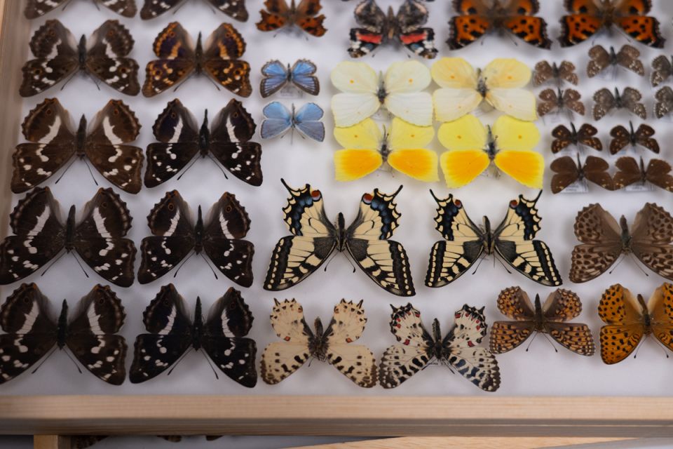 Modliszki, motyle i pasjonaci - Za nami II Międzynarodowy Dzień Wymiany Owadów i Targi Entomologiczne w Muzeum Górnośląskim w Bytomiu [FOTO] - galeria