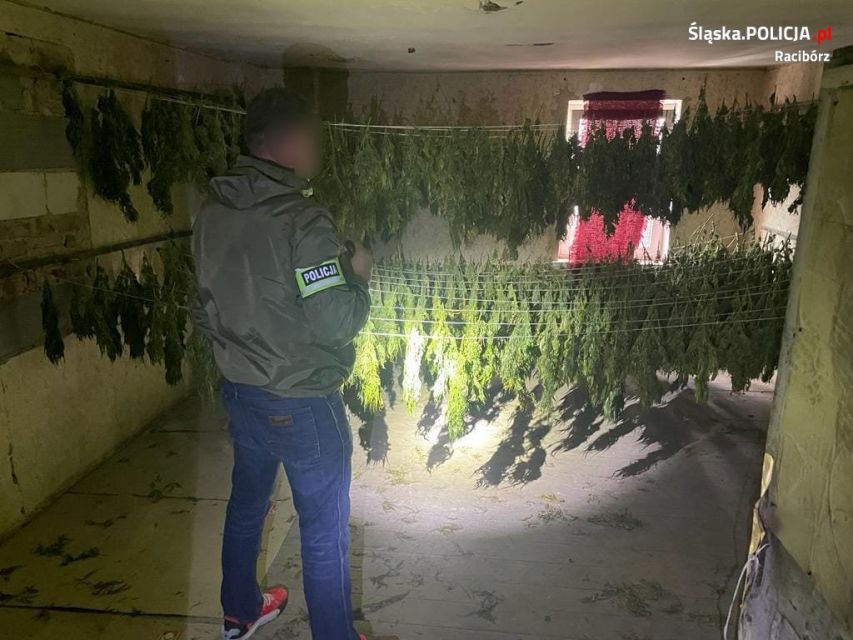 Policjanci zlikwidowali nielegalną plantację marihuany w Raciborzu - galeria
