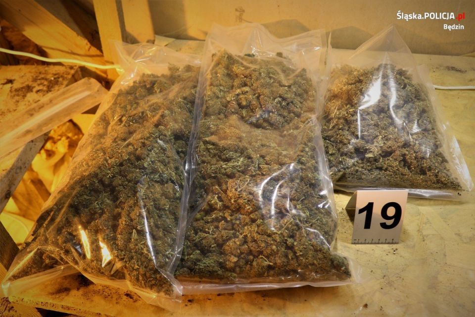 Będzin: Policjanci przejęli ponad kilogram narkotyków i zlikwidowali plantację marihuany! - galeria