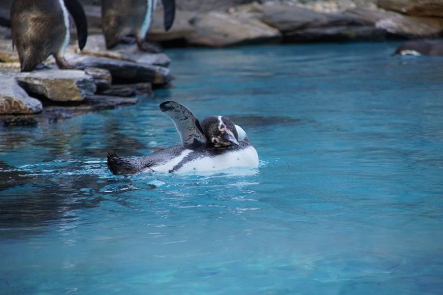 Śląski Ogród Zoologiczny: Jedna z największych atrakcji Parku Ślaskiego - galeria