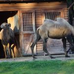 Śląski Ogród Zoologiczny: Jedna z największych atrakcji Parku Ślaskiego - galeria