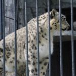 Śląski Ogród Zoologiczny: Tłumy gości chciały zobaczyć w niedzielę zwierzaki - galeria